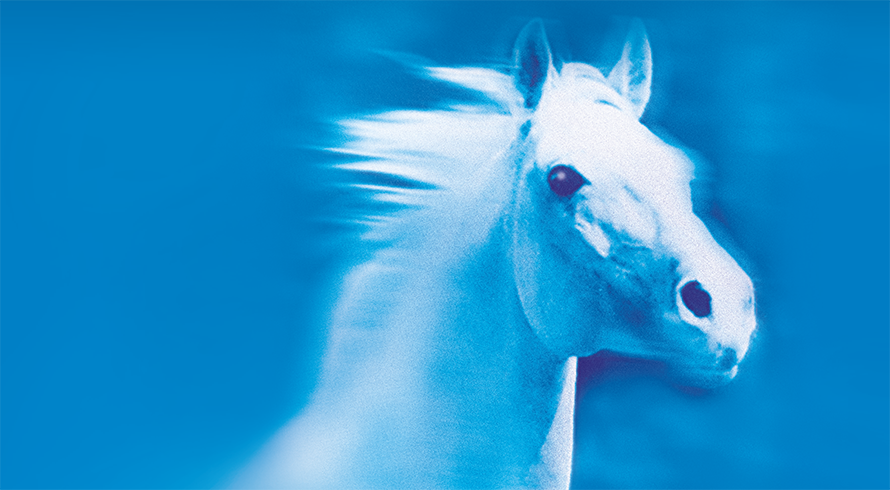 Offenburg's Eurocheval 2025: Equestrian Extravaganza!