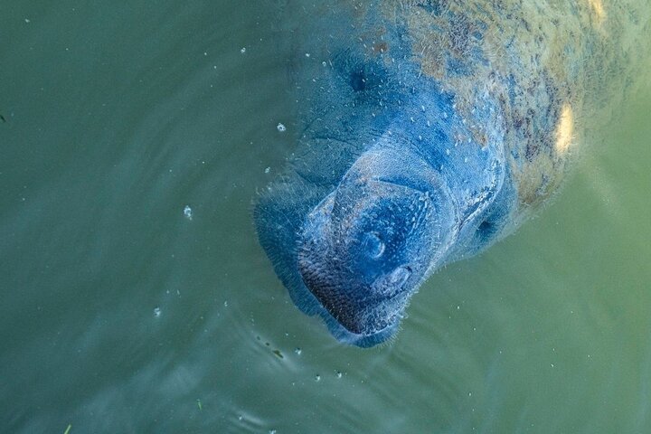 Manatee Kayak Tour: See Wildlife in Naples, FL!