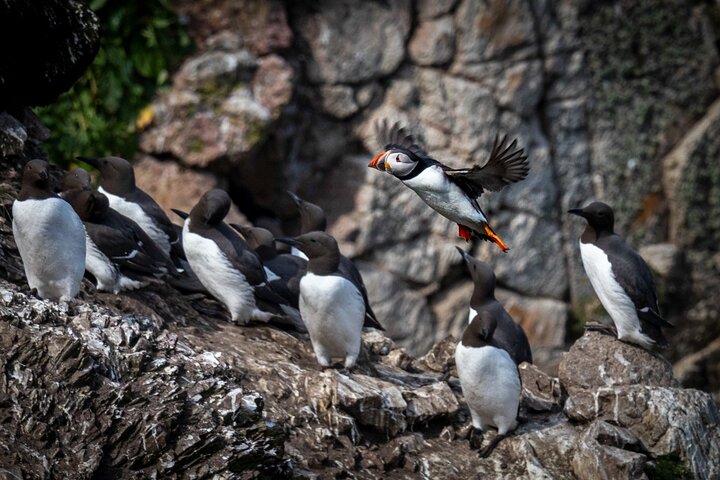 Ireland's Eye Ferry Trip: Howth's Scenic Island Escape