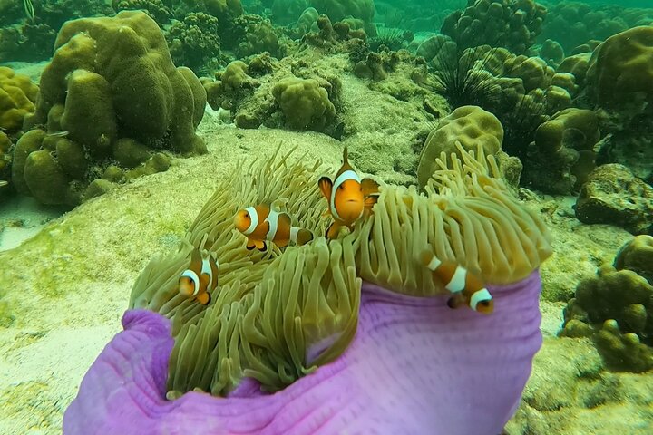 Lipe Island Snorkeling: 6-Stop Adventure + Go Pro