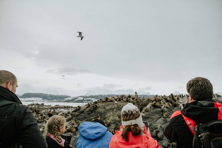 Walk with Penguins: Beagle Channel Tour from Ushuaia