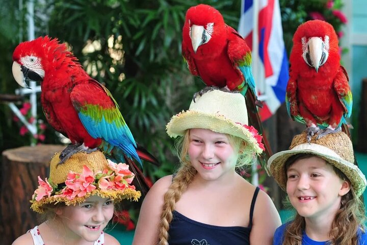Phuket Bird Park: Skip-the-Line & Shows
