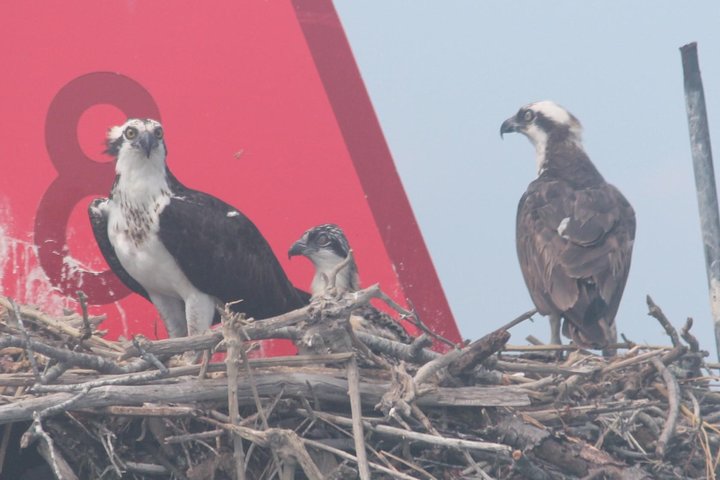 Cape May Birding Boat Tour: See Wildlife Up Close!