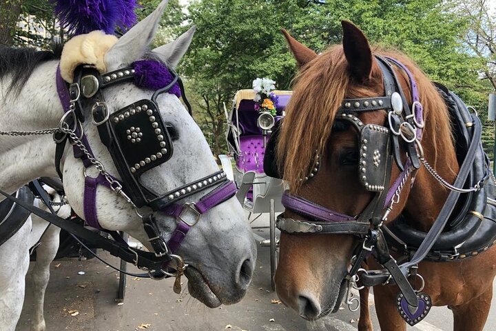 Central Park Carriage Ride: 45-Min Private Loop