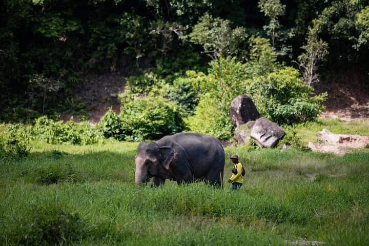 Phuket Elephant Park: Walk & Feed for a Fun Day!