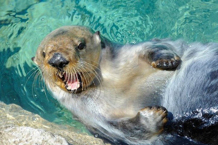 New York Aquarium: See Sharks & Sea Life!
