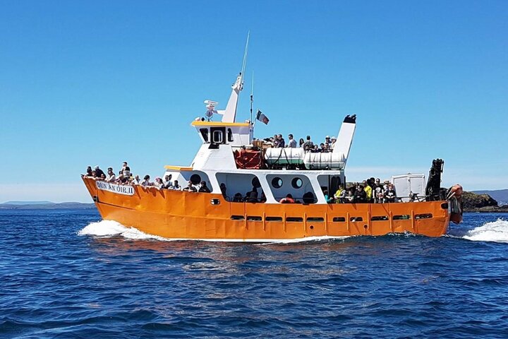 Dalkey Island Boat Tour: Seals, History & Dublin Bay Views
