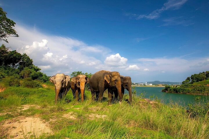 Phuket: See Temples, Elephants & Old Town Charm!