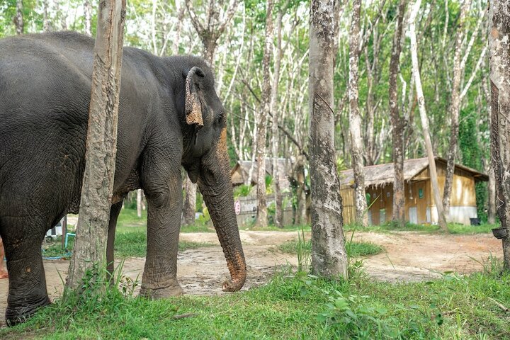 Khaolak Ethical Elephant Tour: Forage & Observe