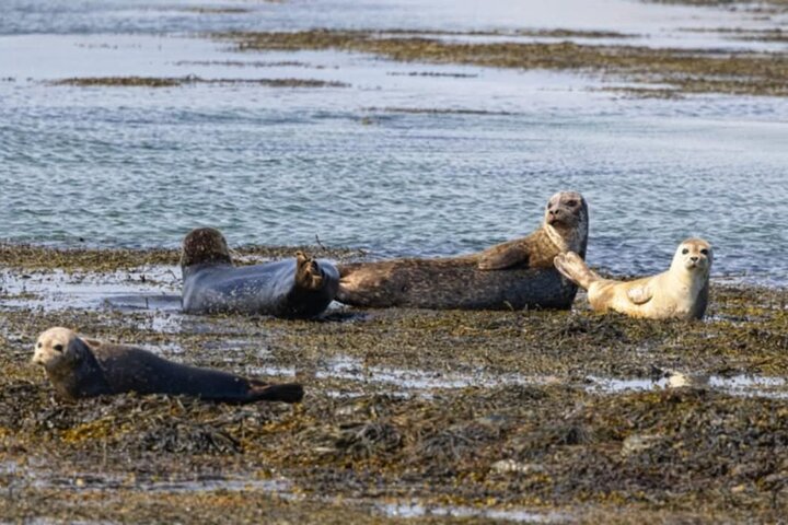 Orkney's East Side Evening Tour: Hidden Gems & History