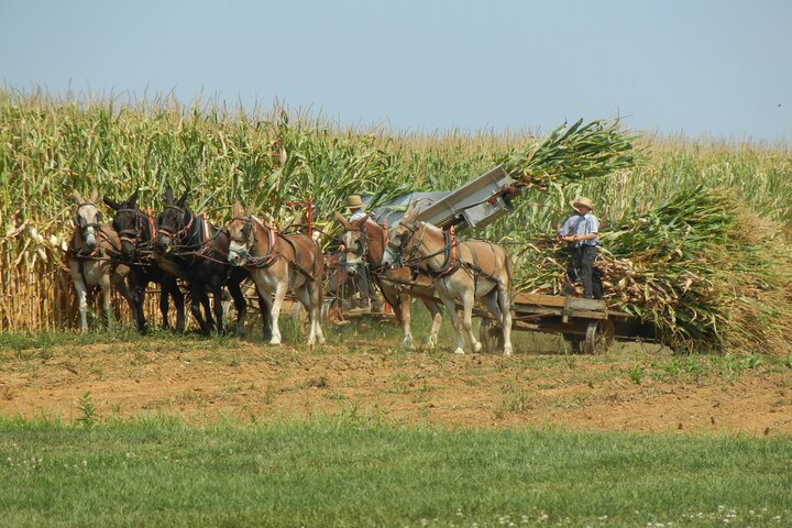 Lancaster's Amish Farmlands Tour: A Cultural Journey