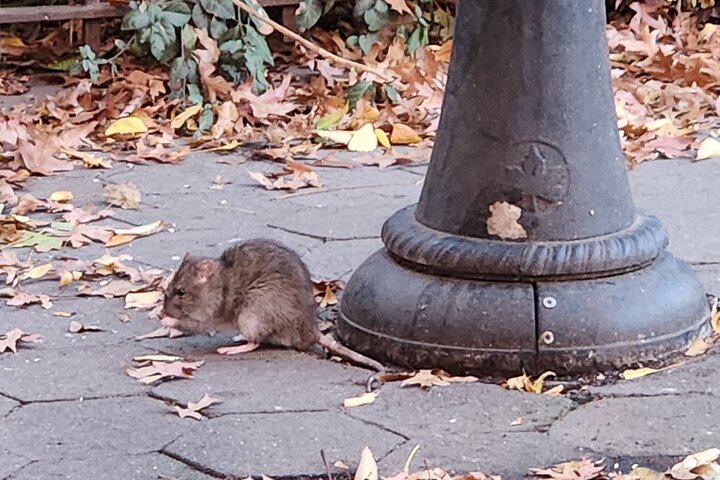 NYC's Dark Side: Garbage & Rats Walking Tour