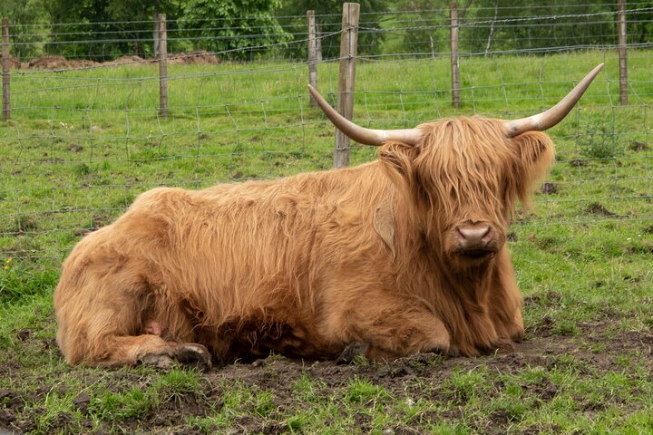 Highland Cows, Stirling Castle & Whisky: A Scottish Day Trip
