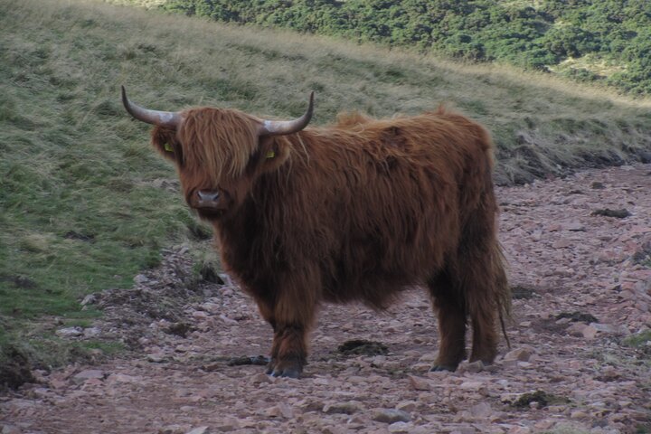 Edinburgh Pentland Hills Hike: Guided Nature Escape
