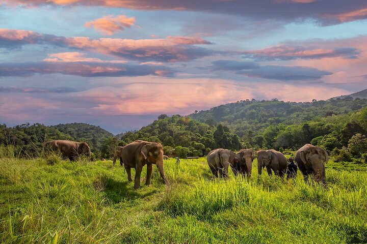 Ethical Elephant Visit & Thai Culture at Phuket Park
