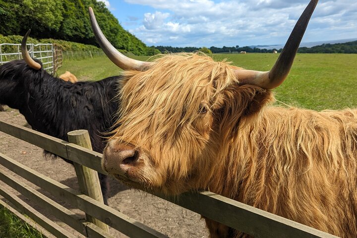 Loch Lomond & Highland Cows: Half-Day Tour from Glasgow