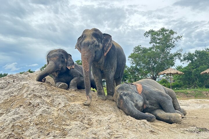 Phuket Elephant Walk: Ethical Tour & Transport
