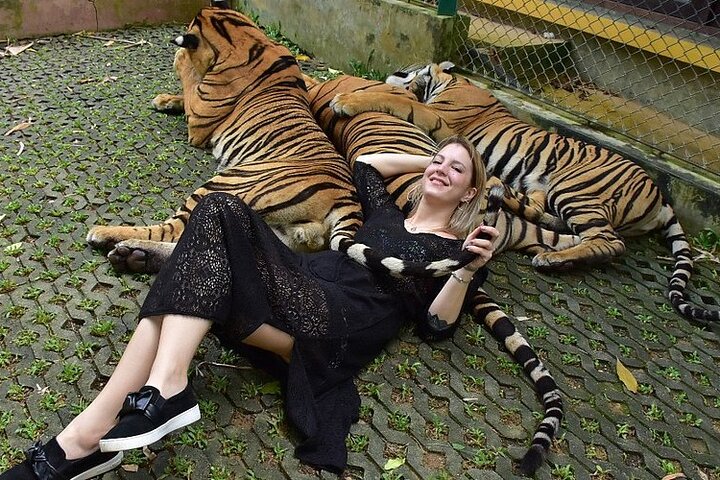 Phuket Tiger Park: Entry Ticket & Private Transfer