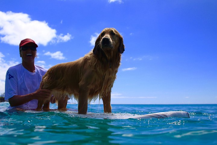 Oahu Surf Lessons: Ride North Shore Waves with Pros!