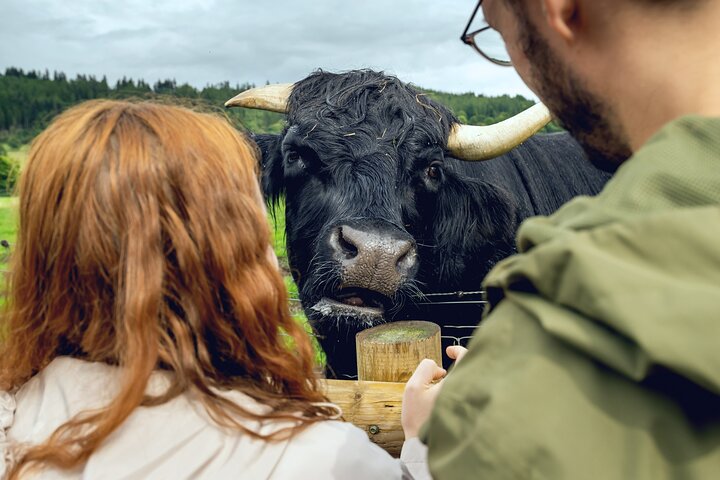 Highlands Day Tour: Whisky, Coos & Lochs from Edinburgh