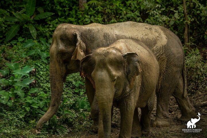 Phuket Ethical Elephant Sanctuary Tour with Lunch
