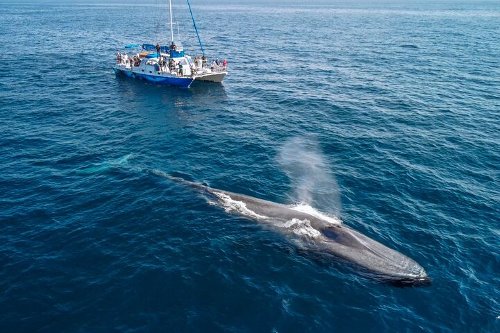 Dana Point Whale Watching: Underwater Pods & Brownies!