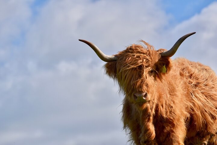 Meet Highland Cows: Scottish Borders Farm Experience