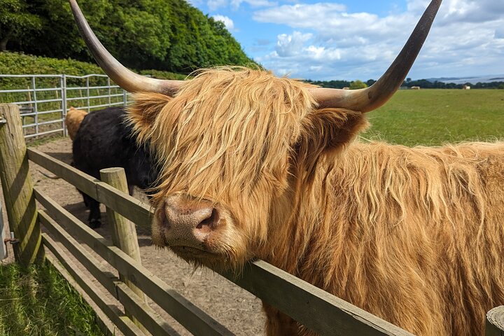 Castles, Coos & Whisky: Best Scotland Shore Excursion!