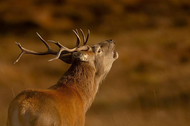 Lewis Wildlife Tour: Pairc Scenery & Animals!