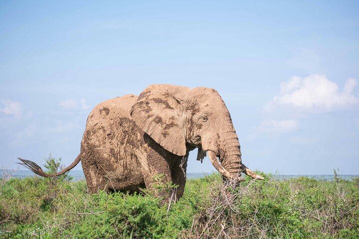 Amboseli Safari: 3-Day Adventure from Nairobi