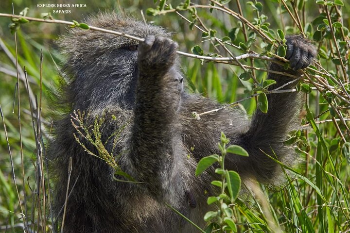 7-Day Tanzania Safari: Serengeti, Ngorongoro & Tarangire